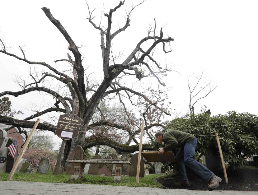El árbol fue declarado muerto luego que comenzó a mostrar señales de podredumbre y debilidad en los últimos dos años. (AP)