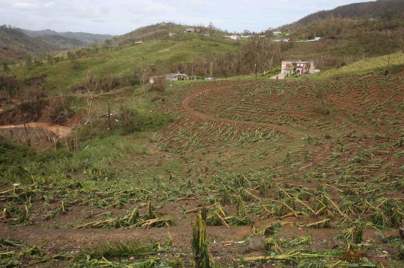 Esta siembra de plátano Barranquitas quedó destruía tras el paso del huracán María por la isla. (Alex Rafael Román / Especial El Nuevo Día)
