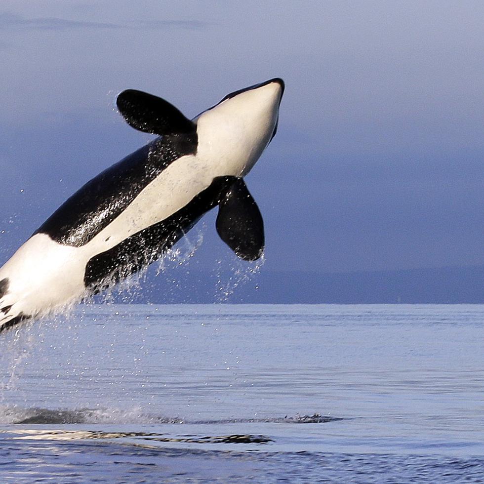 Fotografía de archivo del 18 de enero de 2014, una orca hembra.