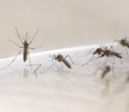 En 2019 el total de infectados con dengue fue 28. (GFR Media)