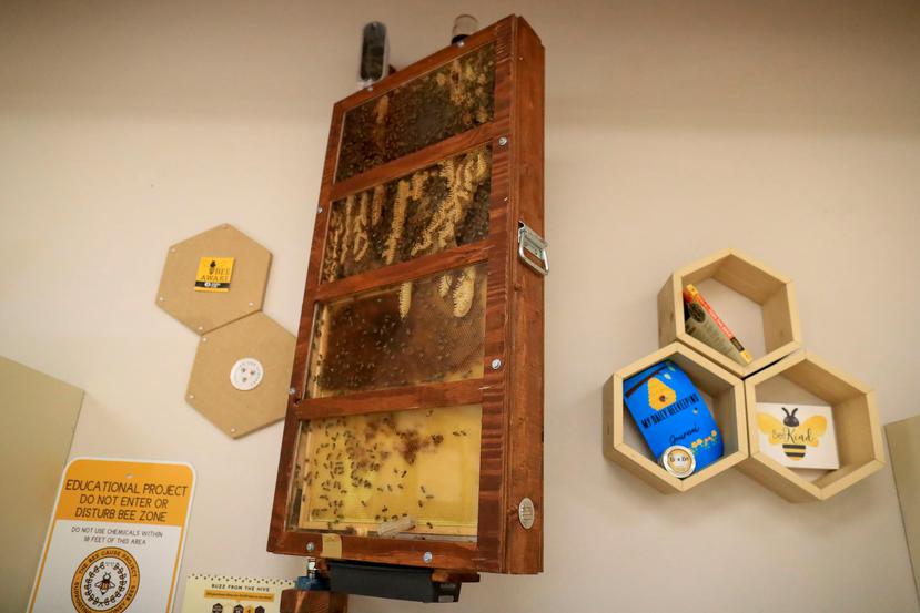 Uno de los salones de Ciencia de Saint John’s School está equipado con un observatorio de abejas, una caja de cristal que permite que estos insectos entren y salgan a través de un hueco en la pared.