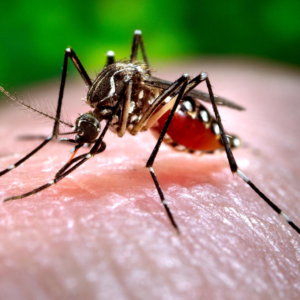 Salud ha enfatizado en la necesidad de eliminar los criaderos de mosquitos alrededor de las casas y comunidades, como herramienta de prevención ante el dengue.