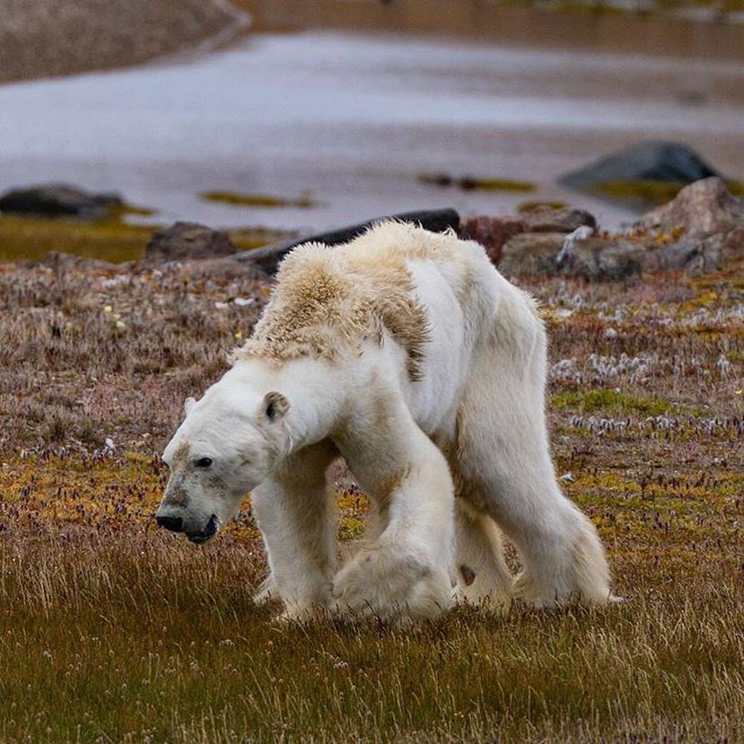 El deshielo del Ártico está haciendo cada vez más difícil que los osos polares encuentren alimento (Instagram / Cristina Mittier Meier).