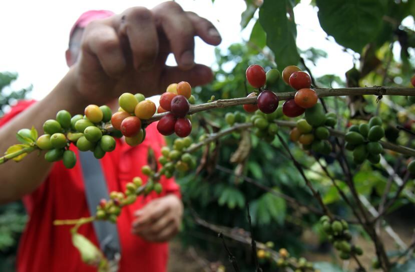 Según el secretario de Agricultura, entre agosto y septiembre se dará la cosecha del 60% de los arbustos de café que sobrevivieron al paso del huracán María. (GFR Media)