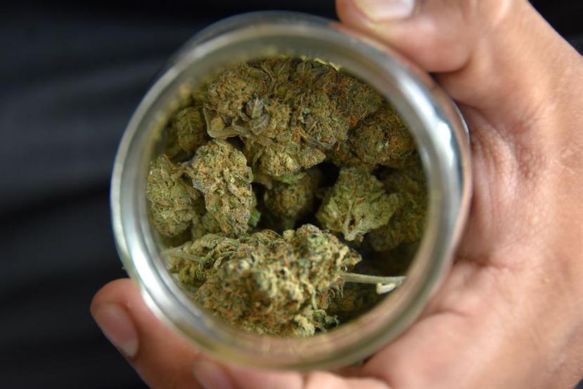 Una persona muestra un recipiente con cannabis. (EFE / Iván Mejía)