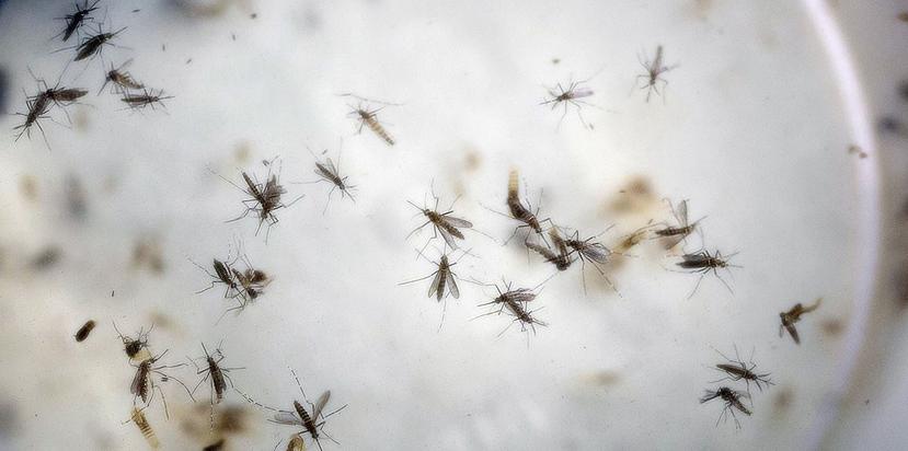 Al momento, los casos nuevos confirmados de zika están en 17,871. (GFR Media)