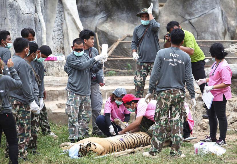 Funcionarios de vida silvestre retiran a uno de 147 tigres que fueron mantenidos en cautiverio, en Tailandia. (AP)