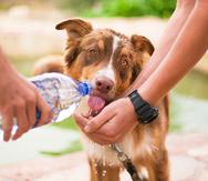 Refrescar e hidratar a tu mascota es muy importante en días de mucho calor debido a que  no sudan como los seres humanos y su sistema de termorregulación es diferente