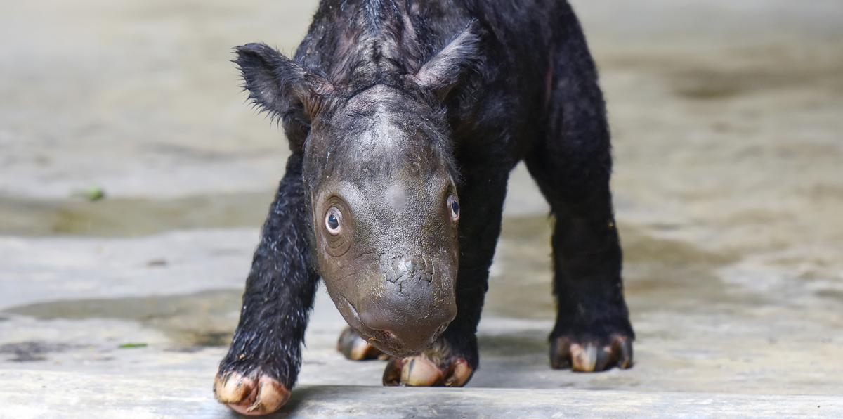 El cachorro de rinoceronte se encuentra en “buen estado” y puede mantenerse “erguida y caminar”, según los guardias del parque natural Way Kambas.