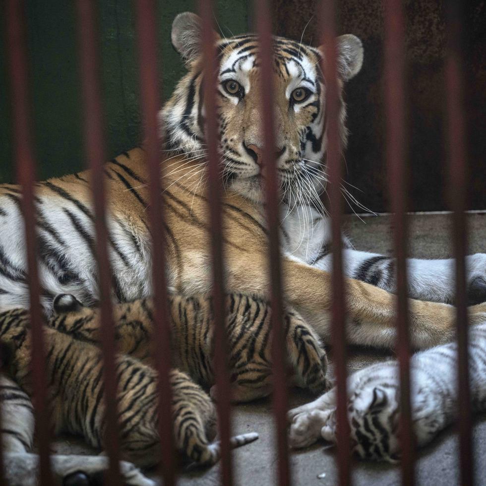 Los tigres de Bengala son "mascotas" populares entre los narcotraficantes mexicanos.