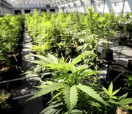 En la imagen se pueden observar plantas de marihuana en el invernadero de Minnesota Medical Solutions en Otsego, Minnesota, el 5 de mayo de 2015. (Glen Stubbe / Star Tribune vía AP)