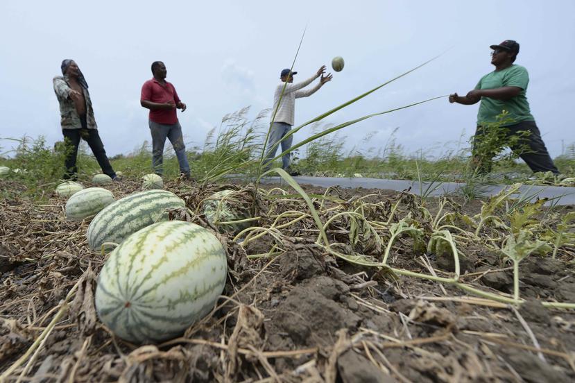 La industria agrícola se afectó seriamente tras el paso del huracán María. (GFR Media)