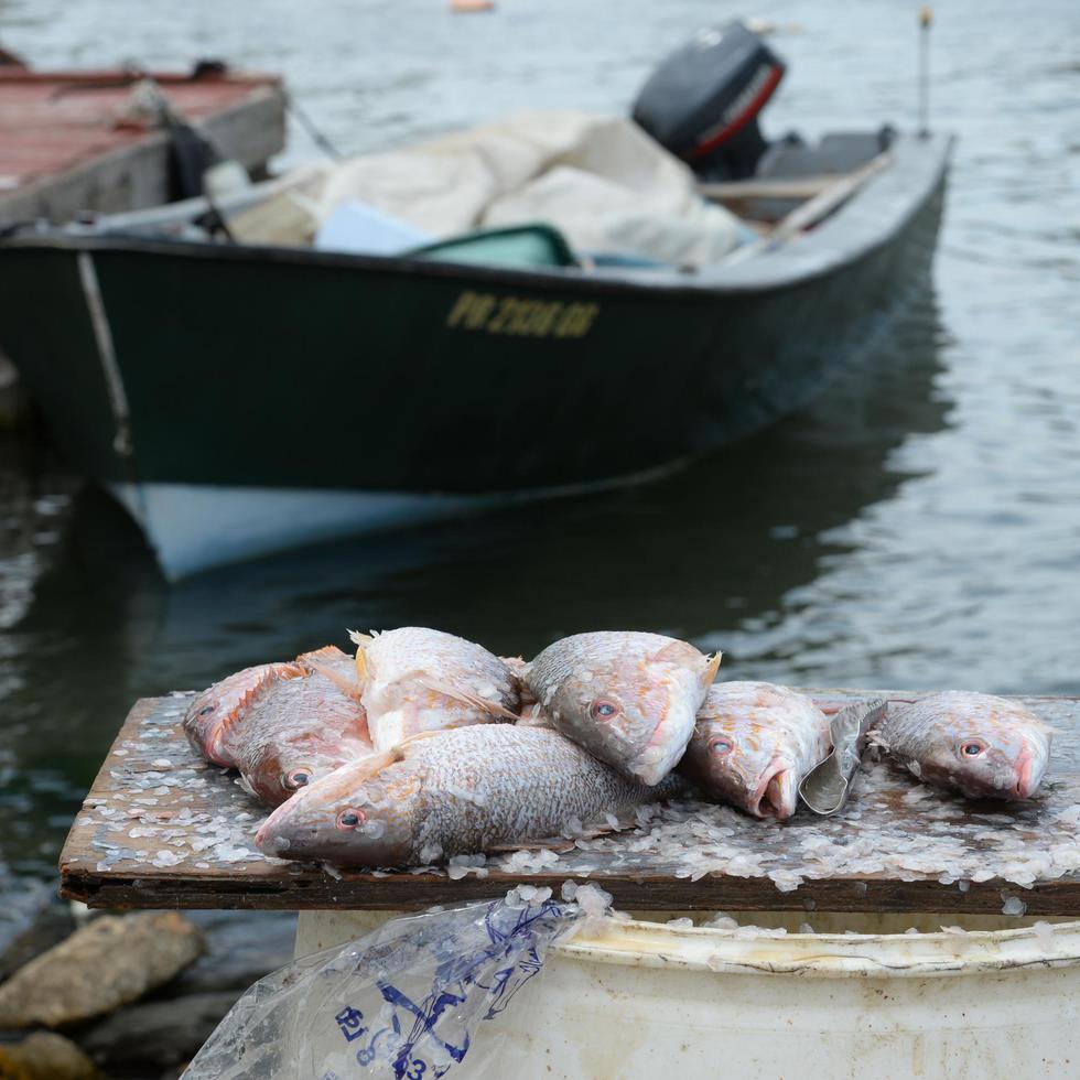 Expertos advierten a la ciudadanía sobre la necesidad de comprar pescados y mariscos en lugares con buenas medidas de higiene y donde los productos estén refrigerados.