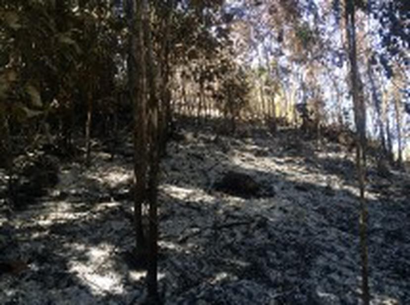 El fuego impactó un área de más de una cuerda dentro de un bosque de mogote y se afectaron especies de árboles como el moralón, guaraguao, cupey, quebracho, roble, almácigo y casuarina. (Suministrada(DRNA)