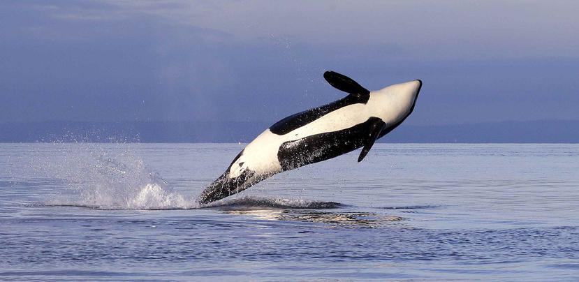 En esta fotografía de 2014, se muestra una orca en el Estrecho de Puget, al oeste de Seattle. (AP)