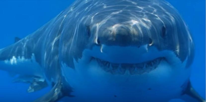 El majestuoso tiburón blanco puede pesar hasta dos toneladas y crecer hasta los 19 pies. (YouTube / Mundo Salvaje)