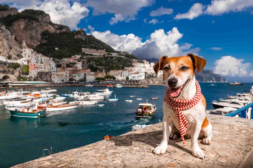 En Italia, unos 10,500 hoteles, aproximadamente, aceptan a los perros y gatos como huéspedes.