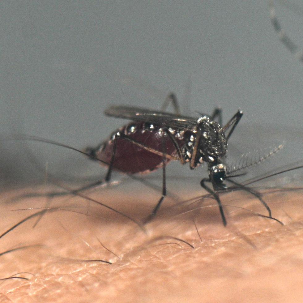 Los actuales sistemas de alerta temprana del dengue utilizan indicadores climáticos, como las precipitaciones y la temperatura, para predecir las tendencias de la enfermedad.