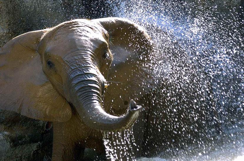 La polémica sobre el destino de Mundi se desató desde que la fundadora de la organización "Elephant Aid International" hiciera pública su intención de trasladar la elefanta a un santuario para esos animales estado en Georgia. (GFR Media)