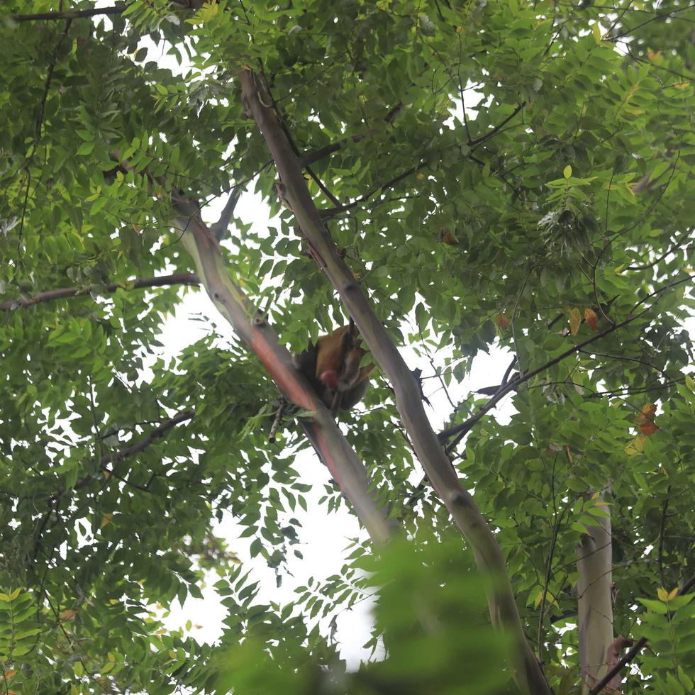 Mono rhesus en un árbol cerca en la zona del complejo Ciudadela en Santurce.