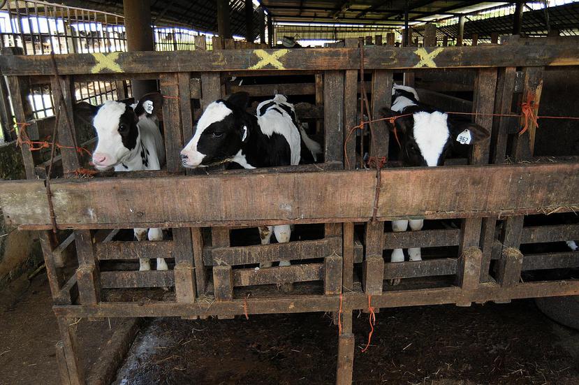 Los cambios en la fórmula de pago de la leche han sacado a flote las posiciones encontradas de distintos grupos de ganaderos. (GFR Media)