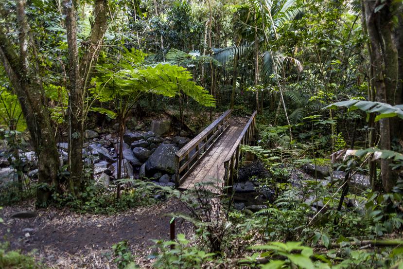 Angelito Trail in El Yunque, Luquillo, features attractions like the Río Mameyes and Río La Mina.