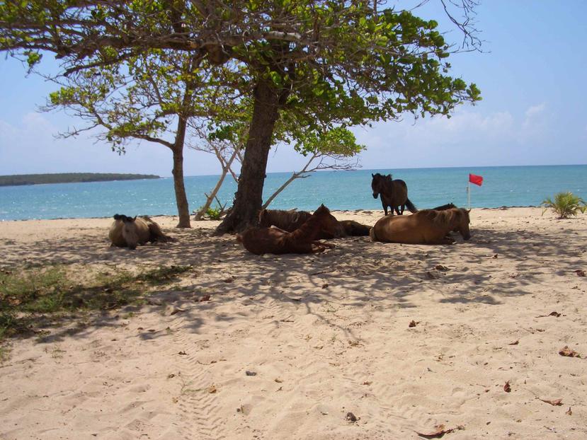 Unos caballos en la playa Sun Bay, en Vieques. (GFR Media)