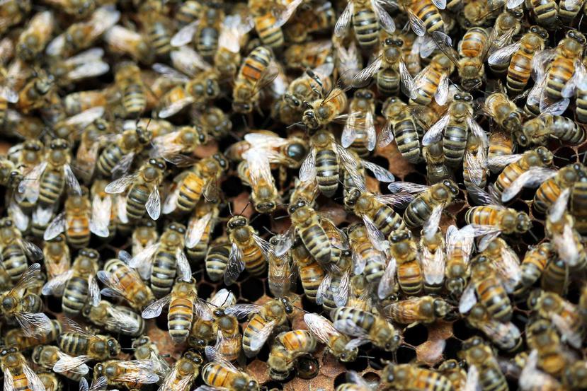 Un panal de abejas. (GFR Media)