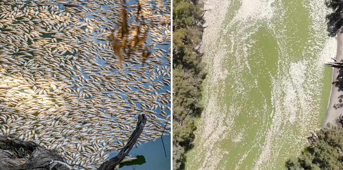 Impactante vídeo: ¿por qué millones de peces murieron en un río de Australia?