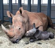 La rinoceronte Kendi dio a luz a un bebé varón que pesa 150 libras.