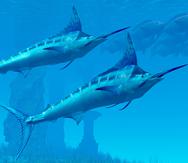 Two sleek Blue Marlins swim close to a school of fish near some ocean ruins.