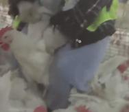 El video difundido por el grupo Compassion Over Killing, con sede en Washington D.C., es uno de varios tomados recientemente en las instalaciones avícolas. (Youtube)