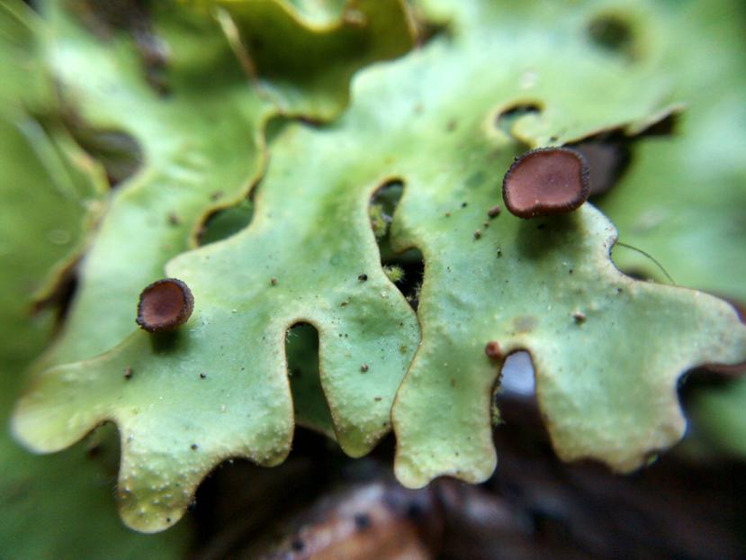 El liquen de la especie Sticta tainorum es verde y solo se encuentra en el Bosque de Toro Negro.