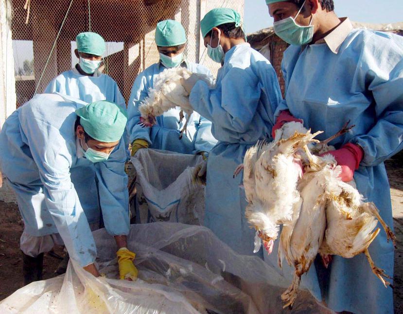 El término "gripe aviar" abarca una variedad de virus de esa enfermedad que se propagan entre las aves. (EFE)