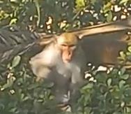Mono que se pasea por el casco urbano de Bayamón. La imagen corresponde a una captura tomada a un video que se filmó el 28 de febrero de 2023.