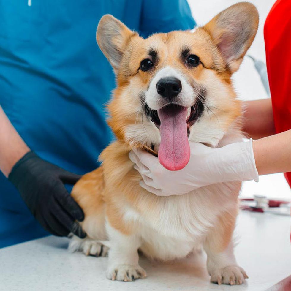 El seguro de salud para mascotas permite una atención médica oportuna y de calidad.