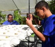 Crece proyecto agrícola estudiantil en Caguas