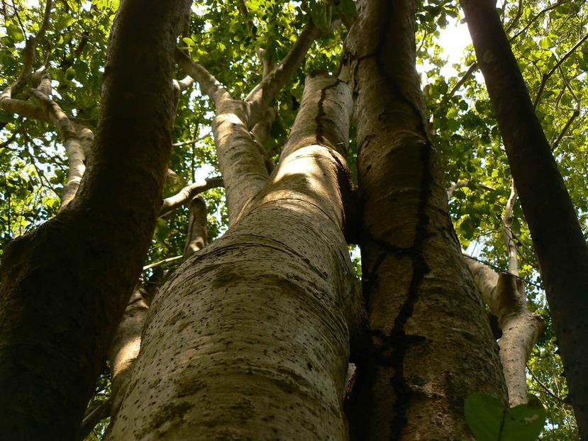 Pisonia horneae es un árbol de tamaño mediano, cuyo hábitat está casi restringido al karso del norte de Puerto Rico. (Suministrada)