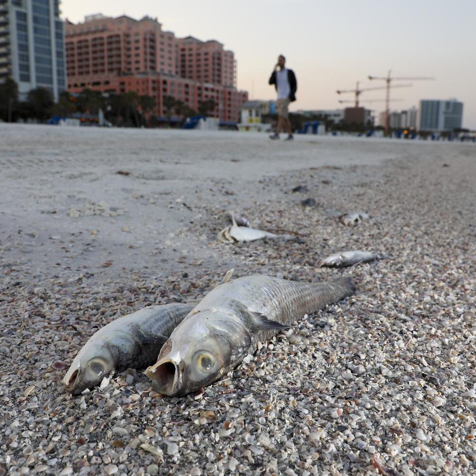Numerosos peces muertos yacen en una playa debido a la presencia de marea roja en la playa de la localidad de Clearwater, condado Pinellas, en Florida.