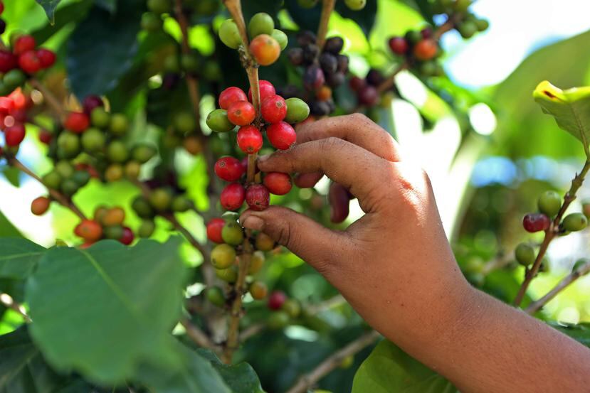 La cosecha de café en la isla es una de las que se vislumbra pueda afectarse. (Archivo)