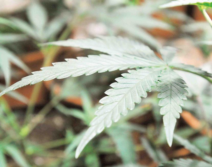 Al menos 23 estados de los Estados Unidos, así como Washington DC y el territorio de Guam, permiten el uso con fines medicinales de la marihuana.