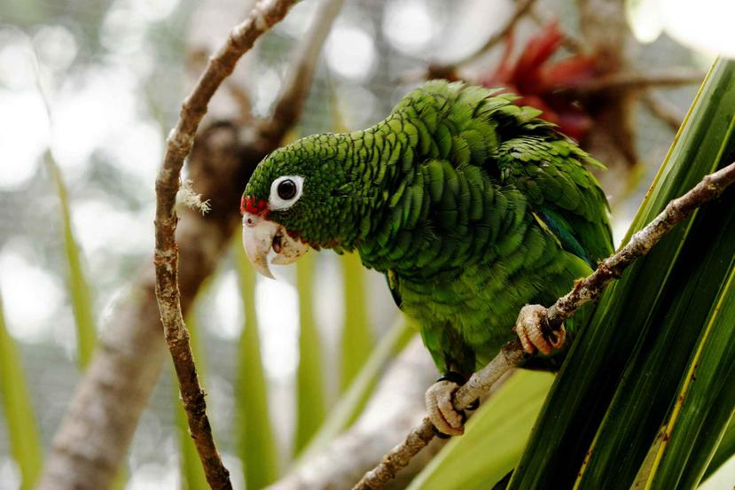 Las poblaciones cautivas en el Aviario La Iguaca han prosperado con números récord de huevos y polluelos producidos después del huracán María por los esfuerzos del Servicio Forestal. (GFR Media)