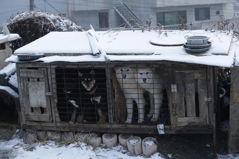 Unos perros en jaulas en un criadero de Siheung, Corea del Sur.