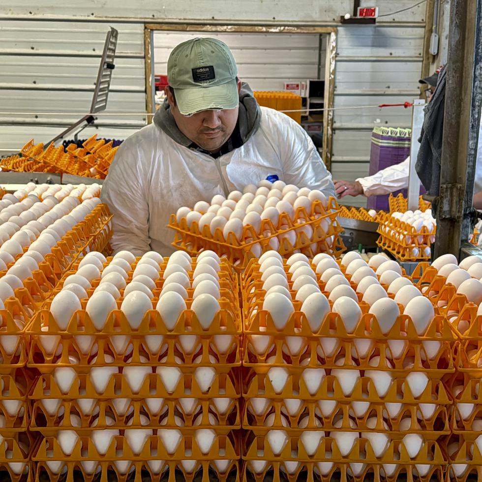 En los últimos dos meses, cerca de una docena de granjas comerciales han tenido que sacrificar a más de un millón de aves para controlar el brote de gripe aviar.