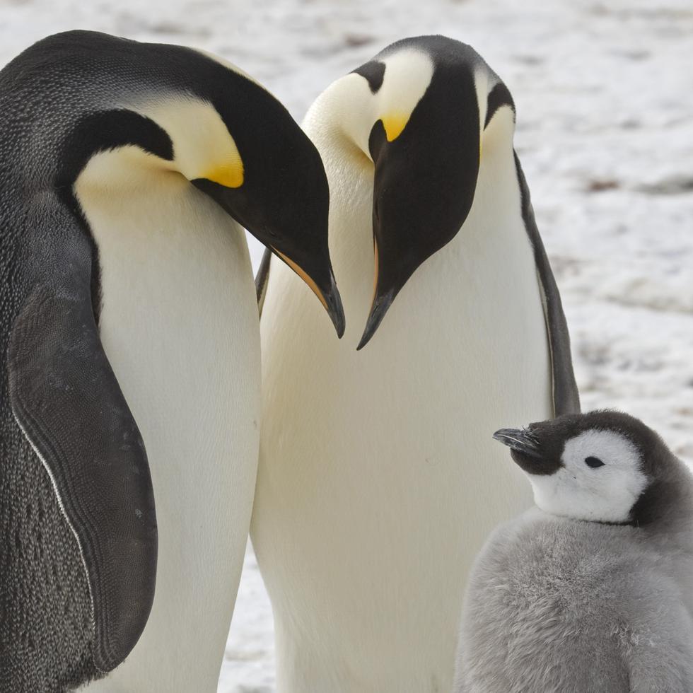 En el invierno antártico crían a sus polluelos en zonas de hielo marino congelado.