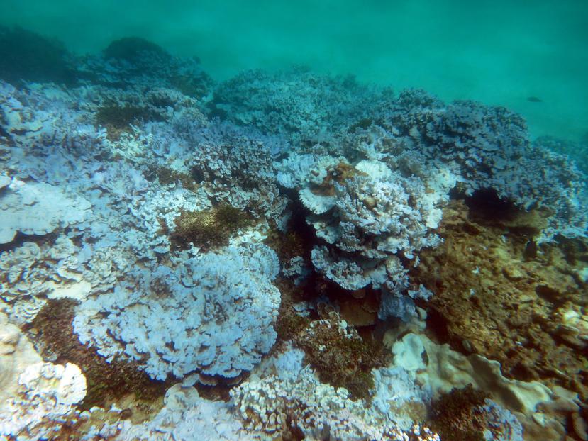 En Puerto Rico, han ocurrido tres eventos de blanqueamiento masivo de corales en 1987, 1998 y 2005. (GFR Media)