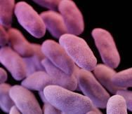 Las superbacterias surgen por el mal uso de los antibióticos en las personas y animales, en particular estos últimos, a quienes les dan antibióticos para que suban de peso. (BBC)