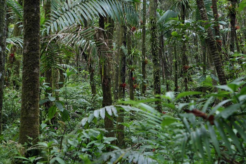 El primer proyecto de calentamiento en un bosque tropical en el mundo se llevará a cabo en El Yunque con el propósito de averiguar cómo reaccionarían los organismos. (GFR Media)
