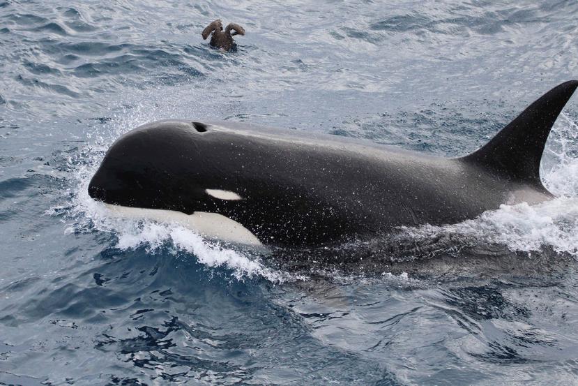 Foto sin fecha facilitada por Paul Tixier en marzo de 2019 que muestra a una ballena asesina Typ D. Los expertos aguardan resultados del análisis de un tejido para determinar si se trata de otro tipo de orca. (Paul Tixier/CEBC CNRS/MNHN Paris vía AP)