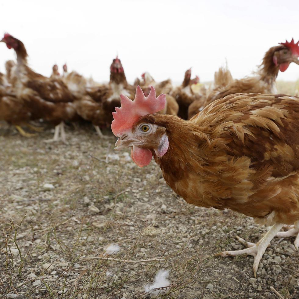 La mayoría de los casos recientes de gripe aviar de este otoño se han encontrado en Minnesota, Dakota del Sur e Iowa.